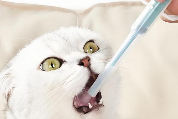 猫咪身上有跳蚤怎么处理，可以使用驱虫药