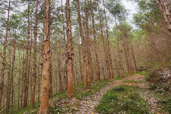 桉树的价格,1米的桉树5元左右一棵