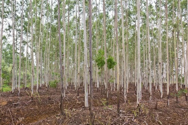桉树的价格,1米的桉树5元左右一棵