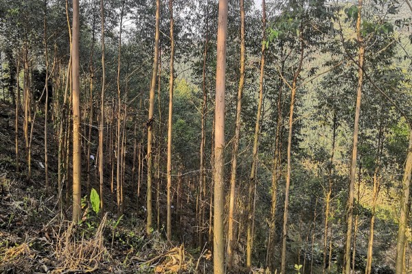 桉树的价格,1米的桉树5元左右一棵