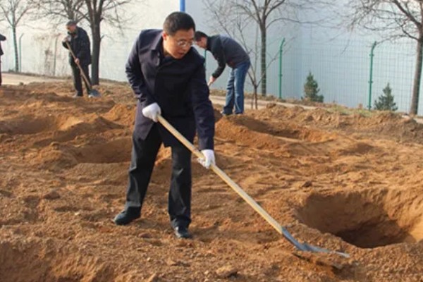 桉树的价格,1米的桉树5元左右一棵