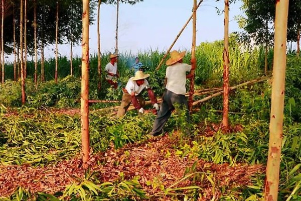 桉树的价格,1米的桉树5元左右一棵