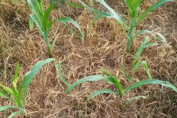 玉米田的杂草，有马唐、狗尾草、金狗尾草等