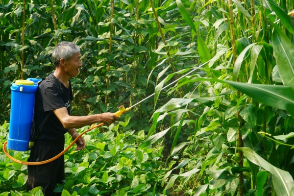 玉米田的杂草，有马唐、狗尾草、金狗尾草等