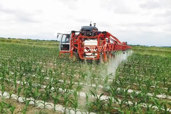 玉米田的杂草，有马唐、狗尾草、金狗尾草等