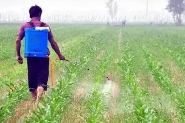 玉米田的杂草，有马唐、狗尾草、金狗尾草等