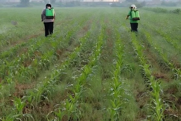 玉米田的杂草，有马唐、狗尾草、金狗尾草等