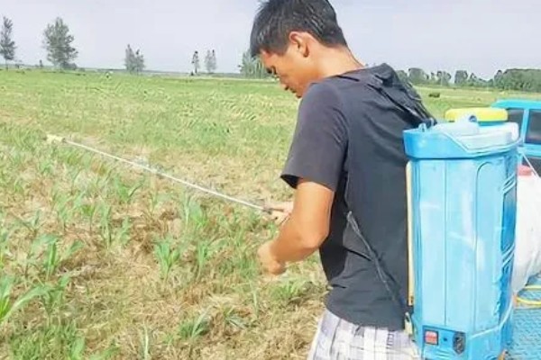 玉米田的杂草，有马唐、狗尾草、金狗尾草等