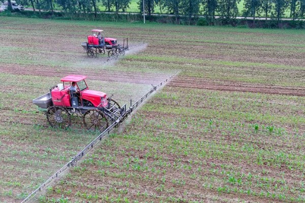 玉米田的杂草，有马唐、狗尾草、金狗尾草等