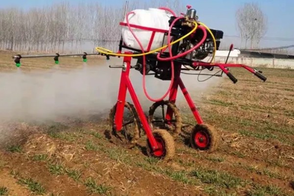 玉米田的杂草，有马唐、狗尾草、金狗尾草等