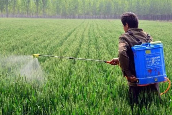 玉米田的杂草，有马唐、狗尾草、金狗尾草等