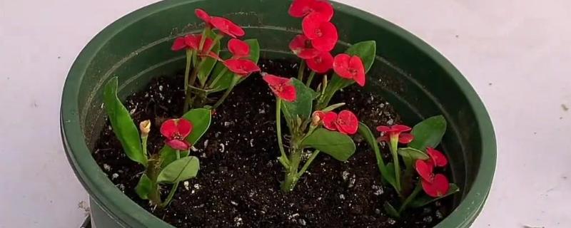 虎刺梅如何繁殖，常采取扦插、组织培养这两种方式