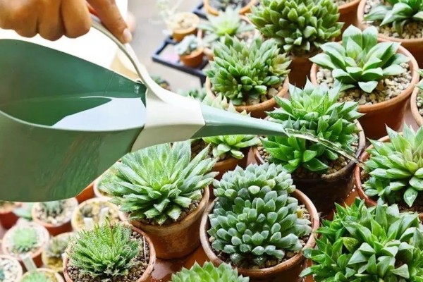 多肉刚移栽要注意什么，每隔4-5天浇一次水