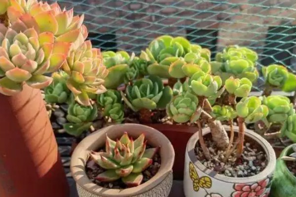 多肉刚移栽要注意什么，每隔4-5天浇一次水