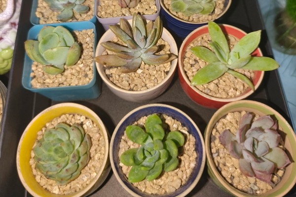 多肉刚移栽要注意什么，每隔4-5天浇一次水