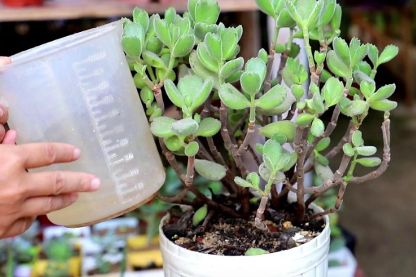 多肉刚移栽要注意什么，每隔4-5天浇一次水