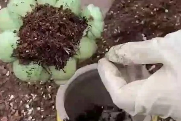 多肉刚移栽要注意什么，每隔4-5天浇一次水