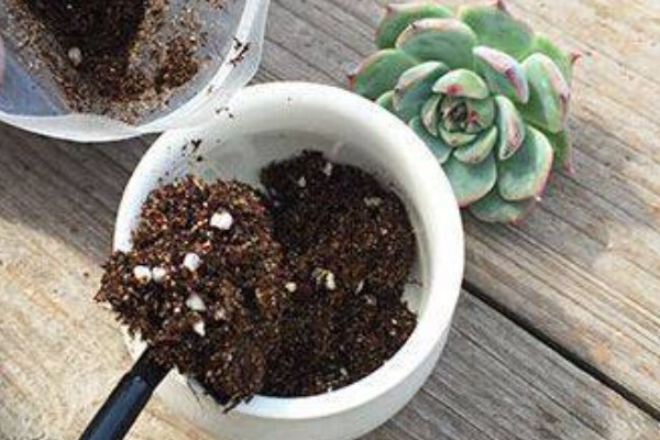 多肉刚移栽要注意什么，每隔4-5天浇一次水