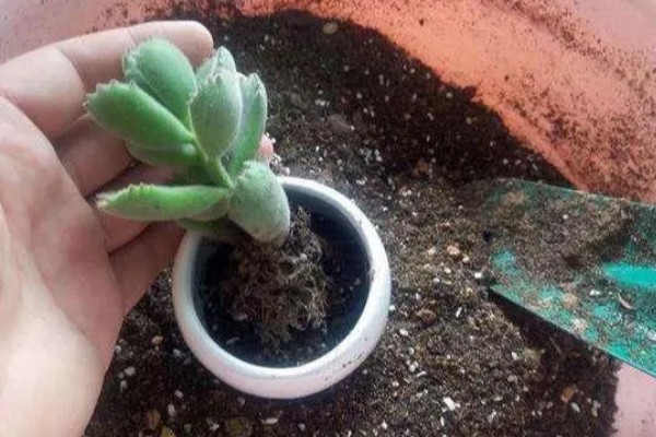 多肉刚移栽要注意什么，每隔4-5天浇一次水