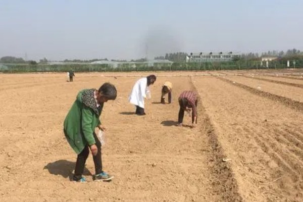 大白菜的种植技术，早熟品种一般在8月上、中旬播种