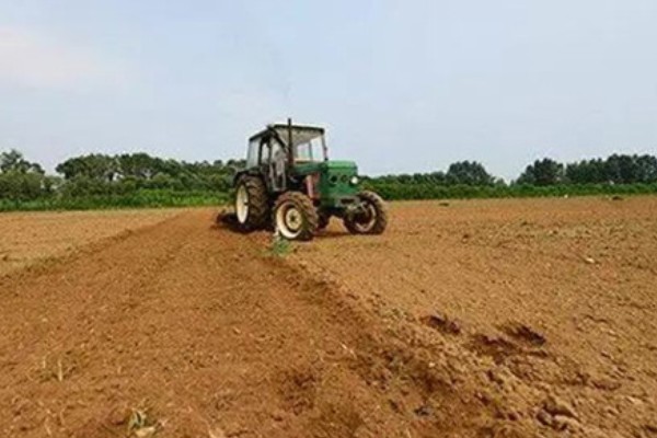 大白菜的种植技术，早熟品种一般在8月上、中旬播种