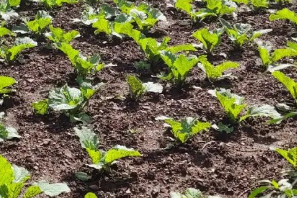 大白菜的种植技术，早熟品种一般在8月上、中旬播种