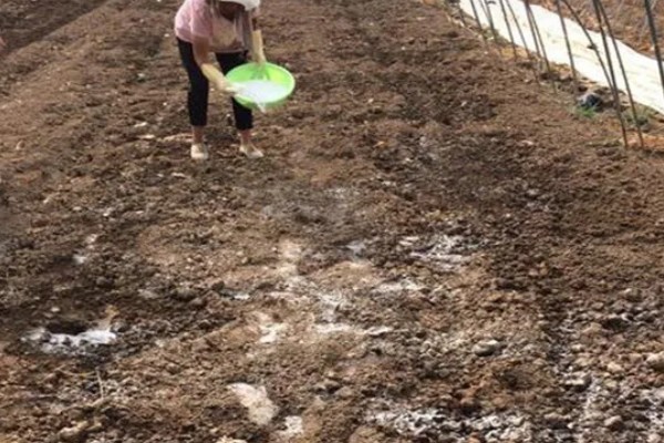 大白菜的种植技术，早熟品种一般在8月上、中旬播种