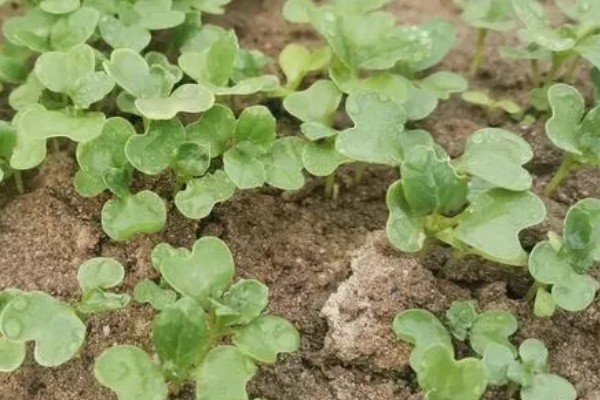 大白菜的种植技术，早熟品种一般在8月上、中旬播种