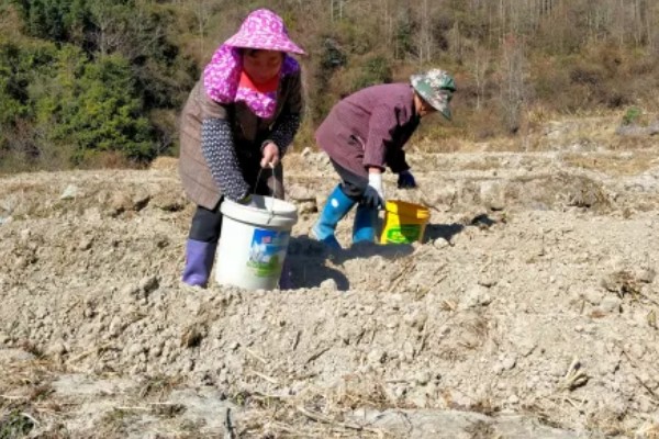 大白菜的种植技术，早熟品种一般在8月上、中旬播种