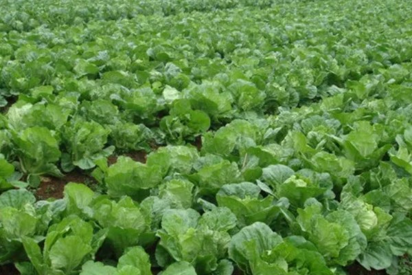 大白菜的种植技术，早熟品种一般在8月上、中旬播种