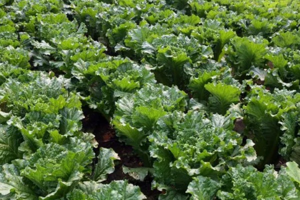 大白菜的种植技术，早熟品种一般在8月上、中旬播种