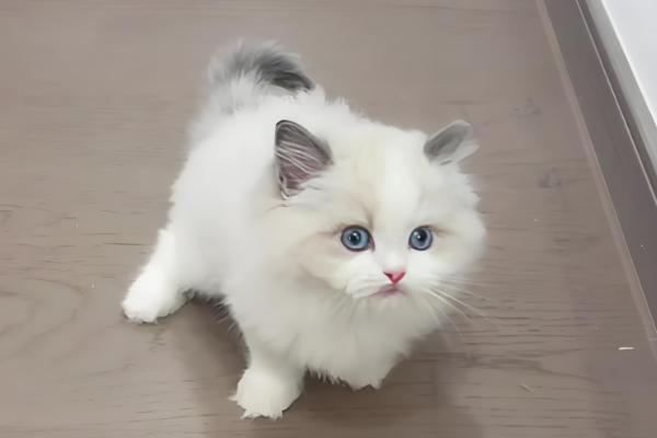 猫咪身上有跳蚤怎么处理，可以使用驱虫药