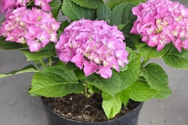 绣球花怎么养殖，春秋季节每隔2-3天浇一次水