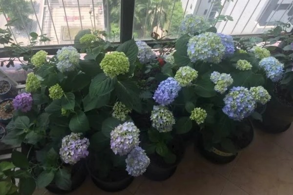 绣球花怎么养殖，春秋季节每隔2-3天浇一次水