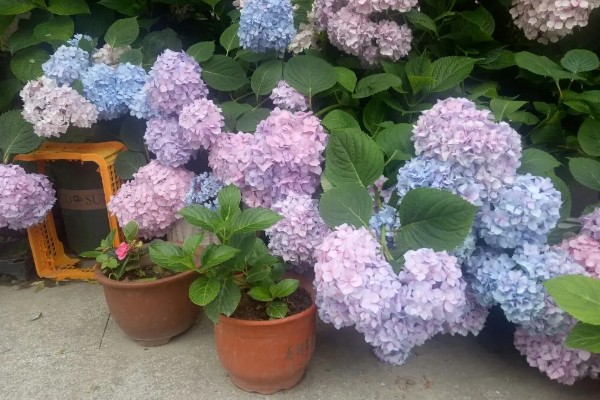 绣球花怎么养殖，春秋季节每隔2-3天浇一次水