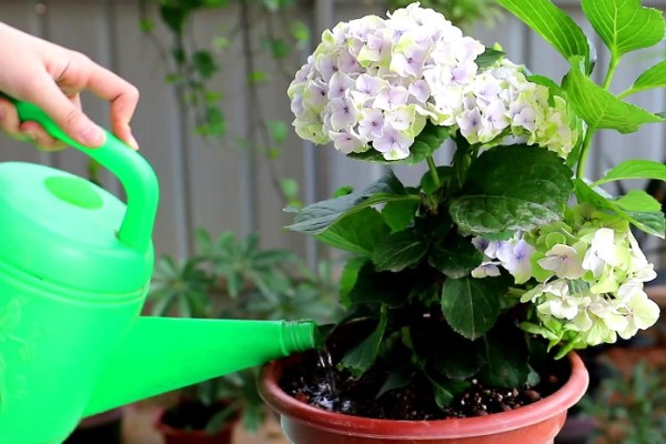 绣球花怎么养殖，春秋季节每隔2-3天浇一次水