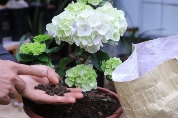 绣球花怎么养殖，春秋季节每隔2-3天浇一次水