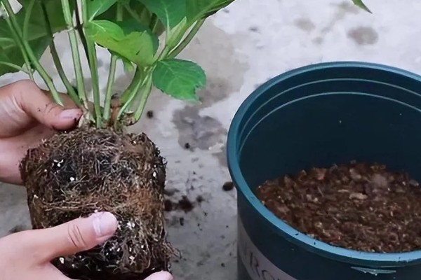 绣球花怎么养殖，春秋季节每隔2-3天浇一次水