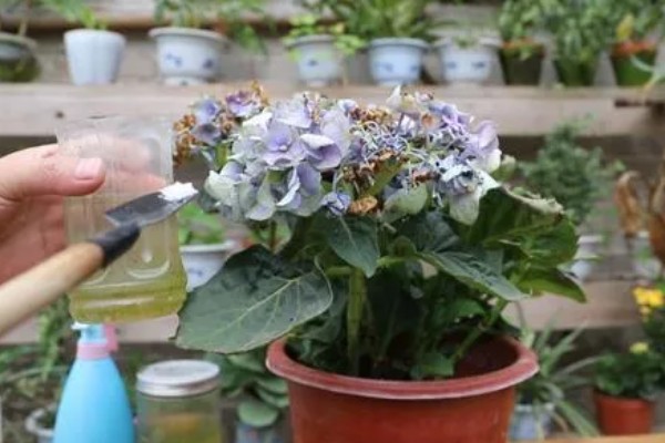 绣球花怎么养殖，春秋季节每隔2-3天浇一次水