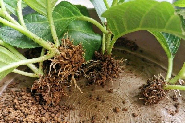 绣球花怎么养殖，春秋季节每隔2-3天浇一次水