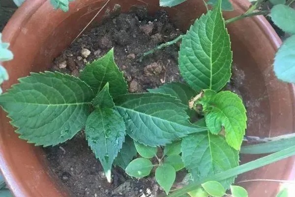 绣球花怎么养殖，春秋季节每隔2-3天浇一次水