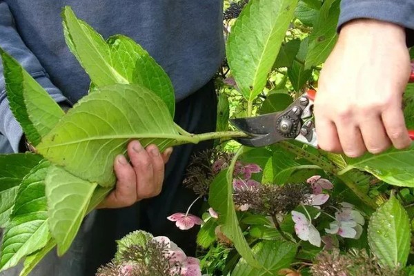 绣球花怎么养殖，春秋季节每隔2-3天浇一次水