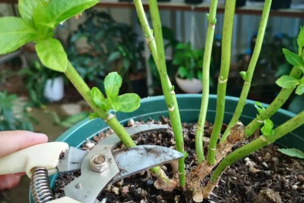 绣球花怎么养殖，春秋季节每隔2-3天浇一次水