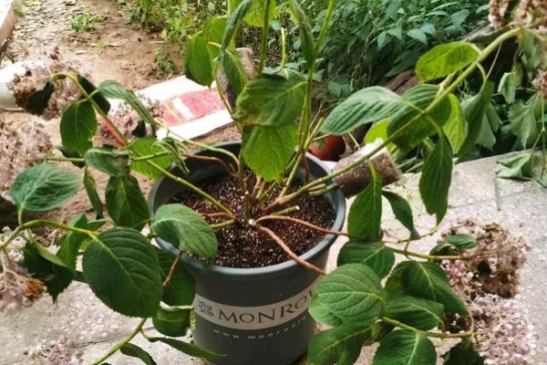 绣球花怎么养殖，春秋季节每隔2-3天浇一次水