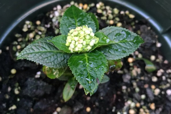 绣球花怎么养殖，春秋季节每隔2-3天浇一次水