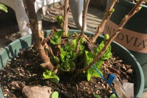 绣球花怎么养殖，春秋季节每隔2-3天浇一次水