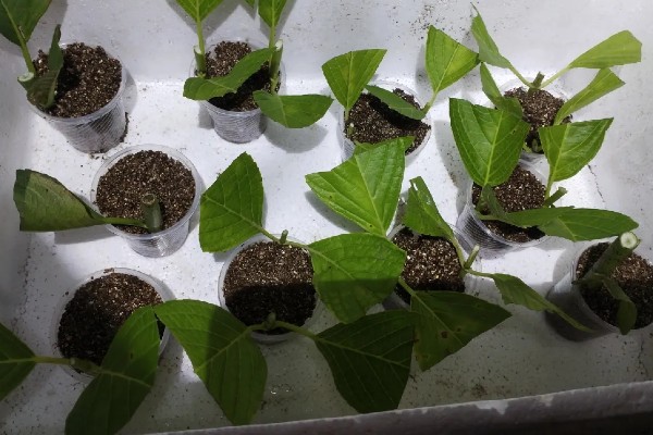 绣球花怎么养殖，春秋季节每隔2-3天浇一次水