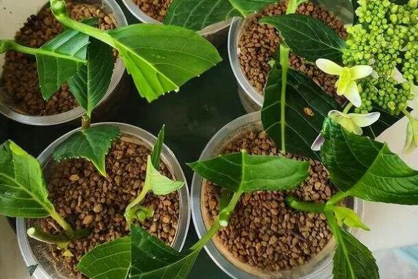 绣球花怎么养殖，春秋季节每隔2-3天浇一次水