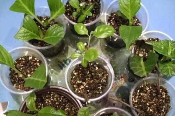 绣球花怎么养殖，春秋季节每隔2-3天浇一次水