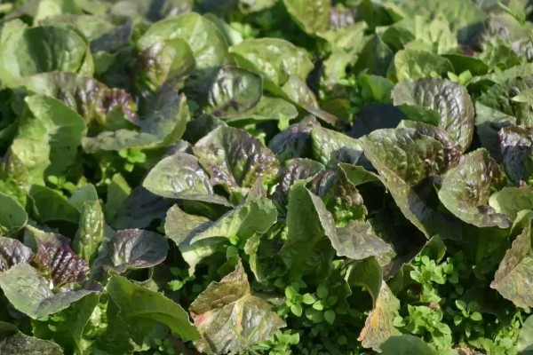 什么时候种秋波菜，8月份左右种植最佳